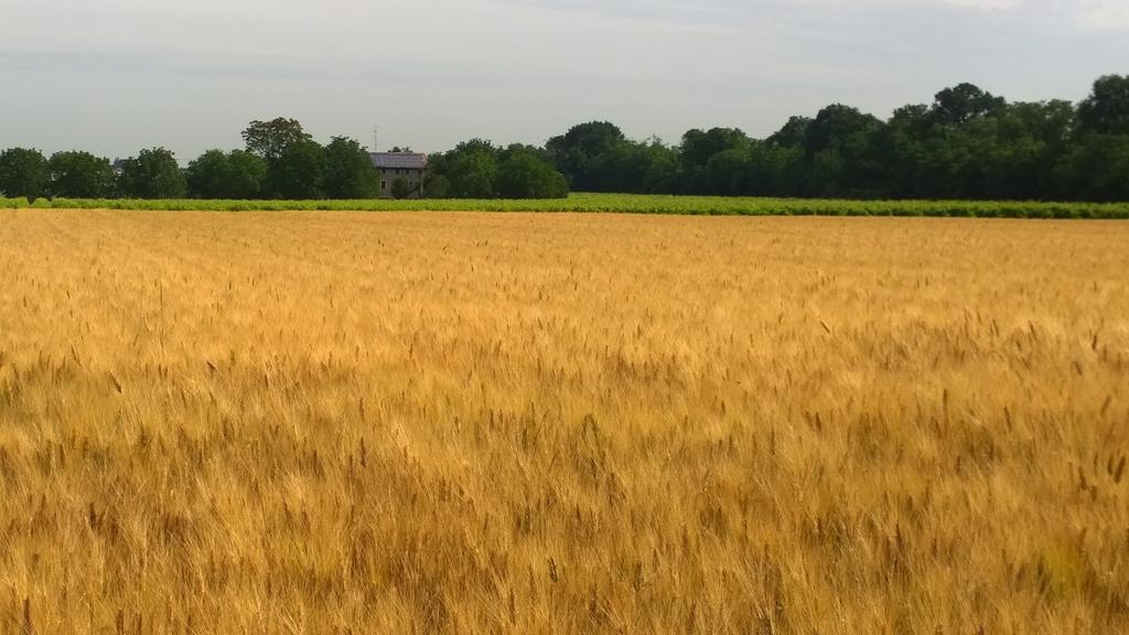 La Vigna Dei Peri Villa Quattro Castella Kültér fotó